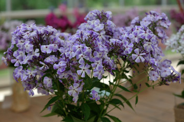 Beautiful bloom of phlox flowers from the Polemoniaceae family in seasonal blooming