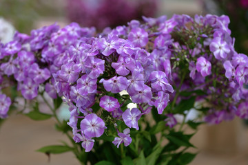 Fototapeta premium Beautiful bloom of phlox flowers from the Polemoniaceae family in seasonal blooming