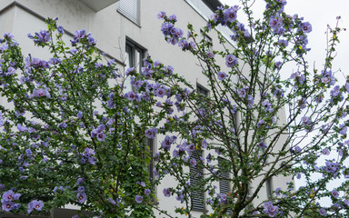 Lila Hibiskus in der Stadt