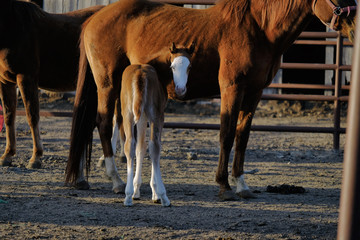 Young foal horse looking at camera, with mares in pen.