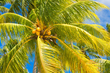 Obraz premium CÔCO OURO