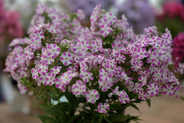 Beautiful bloom of phlox flowers from the Polemoniaceae family in seasonal blooming
