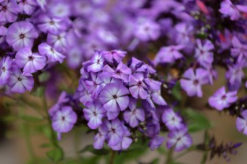 Beautiful bloom of phlox flowers from the Polemoniaceae family in seasonal blooming