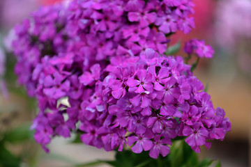 Beautiful bloom of phlox flowers from the Polemoniaceae family in seasonal blooming