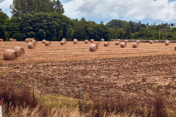 bales of hay in field