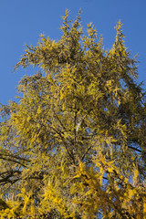 Fototapeta premium autumn leaves on blue sky