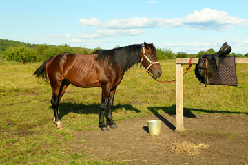 The thoroughbred bay stallion is standing near the hitching post in a hot summer day.