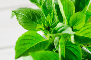 Fresh green basil in a white marble mortar on the table