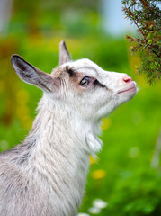 Fototapeta premium Portrait a white baby goat on green lawn