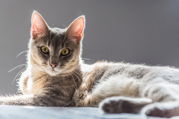 Fototapeta premium Cute Siamese kitten showing great interest with eyes wide open with full attention.