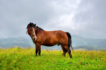 Horse on the meadow in the mountains. Foggy morning pasture