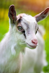 Portrait a white baby goat on green lawn