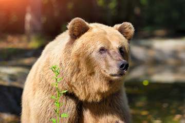 Fototapeta premium Brown bear portrait. Big brown bear in forest.