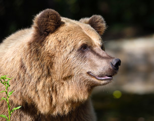 Obraz na płótnie Canvas Brown bear portrait. Big brown bear in forest.