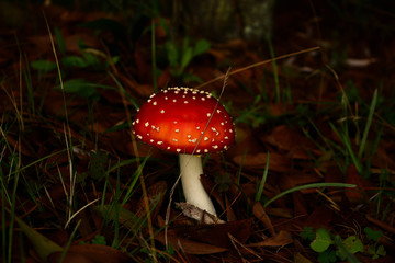 hongo rojo