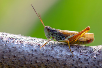 photo macro beautiful brown-green grasshopper sitting on a branch on a green background