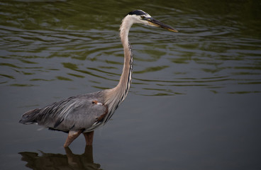 Fishing Heron
