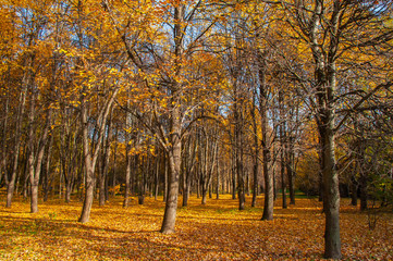 Tree with yellow leaves on a sunny autumn day