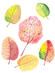 Autumn leaves hand-drawn watercolor on white background. Pink, pale yellow, beige, pale yellow shades, isolated objects.