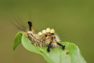 rusty tussock moth