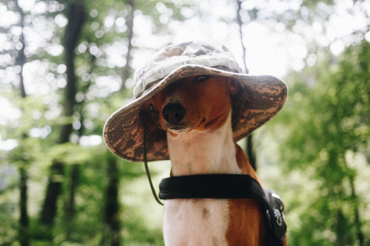 Cute and adorable funny puppy or basenji brown dog wears adventure harness or collar and hunters camping hat. Concept animals in human clothing