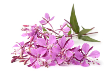 Fireweed flower close-up