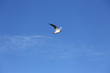 Seagull flying in the blue sky