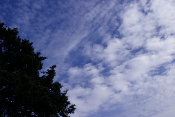 blue sky with clouds and tree