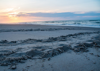 Loggerhead Sea Turtle Tracks at Dawn