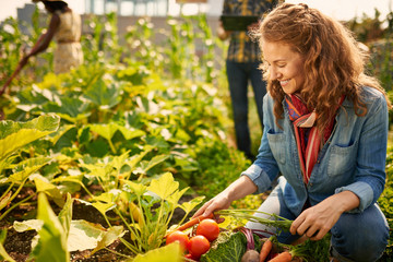Friendly team harvesting fresh vegetables from the rooftop greenhouse garden and planning harvest...
