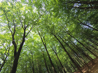 tree in forest with green leafs