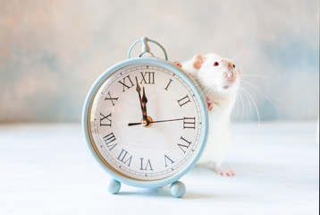 Cute little white rat, mouse sits in  vintage clocks. Two  minutes to New Year of the Rat. Chinese New Year symbol.