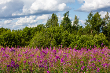 Fireweed flower field in front of forest