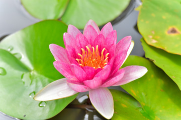 睡蓮　(スイレンの花)　約二千年前の蓮の池に咲く睡蓮　Water lily Water lily...