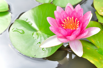 睡蓮　(スイレンの花)　約二千年前の蓮の池に咲く睡蓮　Water lily Water lily...