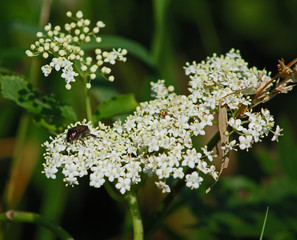 White flowers with insect