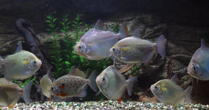 Spotted Silver Dollar, metynnis maculatus, Freshwater Aquarium Fishes, Slow Motion 4K