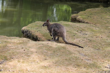 Wallaby de Bennett