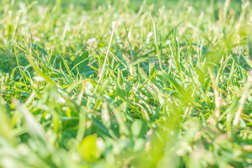 Fresh green grass on a bright sunny day