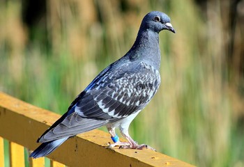 a Columba livia domestica sitting down