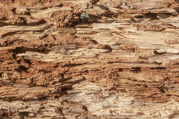 The texture of an old dried log broken across