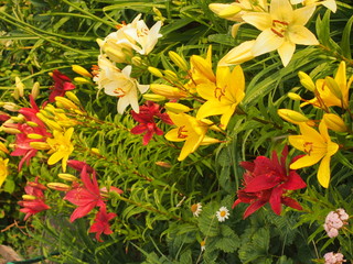 Colorful buds of lilies. The flowers are red, yellow and white.