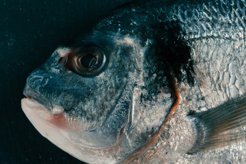 Head of raw fresh fish close up photo