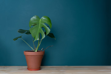 indoor plant in the interior - Monstera on a wooden tabletop against a green wall