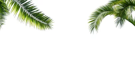 Foto op Plexiglas geïsoleerde palmbladen op wit © winyu