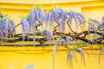 Wisteria flowers hanging on the wall