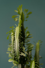 indoor plant in the interior - big euphorbia cactus on a wooden tabletop against the background of a green wall