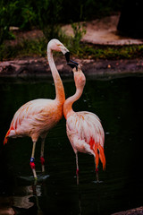courtship, mating dance, flamingo love