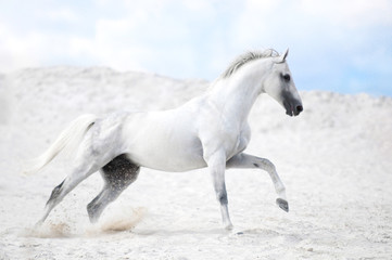 Obraz na płótnie Canvas White stallion cantering in white sand