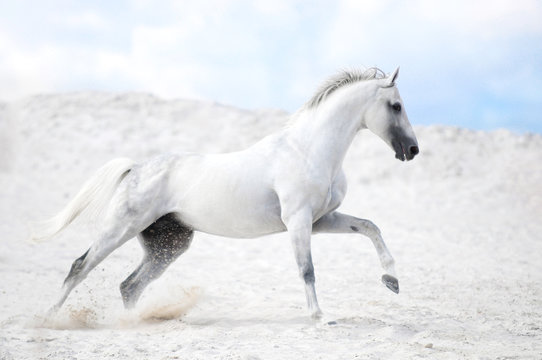 White stallion cantering in white sand © Jessica